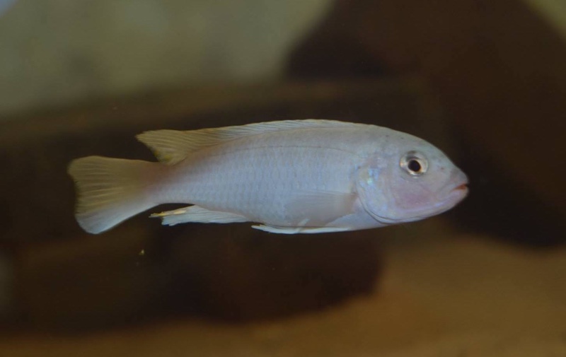 Chindongo sp. 'burrower' Chidunga Rocks